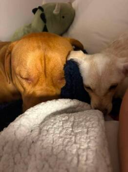 Octavia -  Chihuahua Dog for Adoption in Parker, Colorado - Octavia | PetCurious