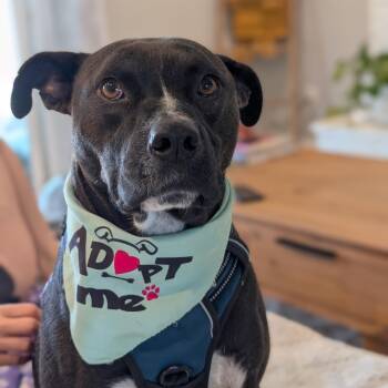 Watson -  Labrador Retriever Dog for Adoption in San Diego, California - Watson | PetCurious