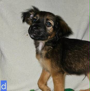 Mixed Breed Dogs Available for Adoption in Taycheedah, Wisconsin - Derek | PetCurious
