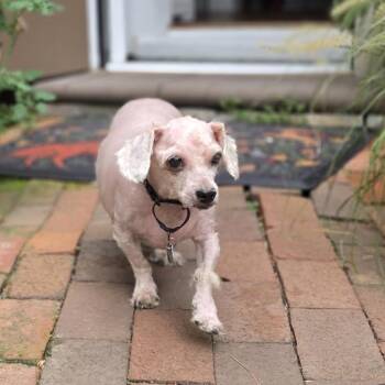 ROLLO -  Poodle Dog for Adoption in Waterford, New Jersey - ROLLO | PetCurious