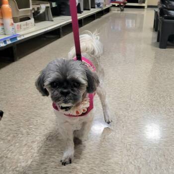 Dolly -  Shih Tzu Dog for Adoption in Rochester, Minnesota - Dolly | PetCurious