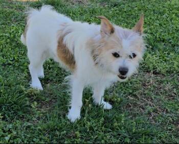 Jack Russell Terrier Dogs Available for Adoption - Trouble | PetCurious