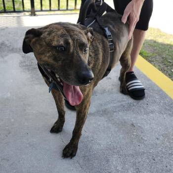 Rocky -  Plott Hound Dog for Adoption in Clearwater, Florida - Rocky | PetCurious