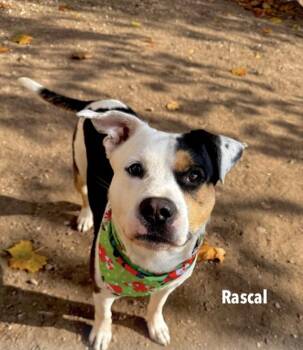 American Bulldog Dogs Available for Adoption in Houston, Texas - Rascal : The Fun Guy | PetCurious