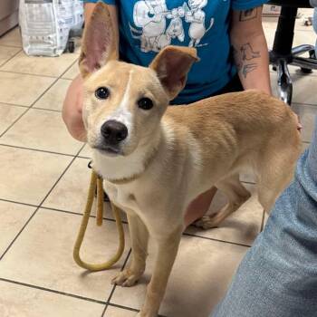 Rescue Mixed Breed Dogs for Adoption in Cape Girardeau, Missouri - Crisp | PetCurious