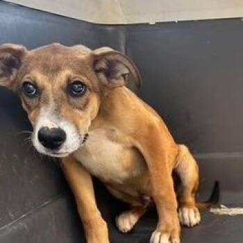 Stuart 060333U -  Shepherd and Mixed Breed Dog for Adoption in Tupelo, Mississippi - Stuart 060333U | PetCurious