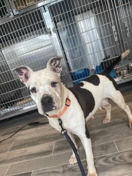 Mrs Potts -  American Bulldog Dog for Adoption in Nashville, Georgia - Mrs Potts | PetCurious