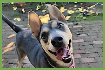 Siberian Husky and German Shepherd Dog Dogs Available for Adoption in Amherst, Massachusetts - Sadie | PetCurious