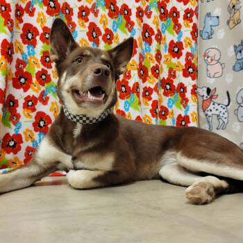 Rowena -  Husky Dog for Adoption in Alpine, Texas - Rowena | PetCurious