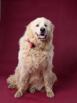 Great Pyrenees Dogs Available for Adoption in East Haddam, Connecticut - Baxter | PetCurious