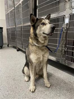 A660492 -  Husky Dog for Adoption in Houston, Texas - A660492 | PetCurious