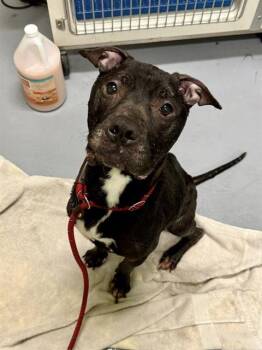 Rescue American Staffordshire Terrier and Mixed Breed Dogs for Adoption in Louisville, Kentucky - ANDOR | PetCurious