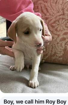 Rescue Mixed Breed Dogs for Adoption in West Chester, Pennsylvania - Roy Boy | PetCurious