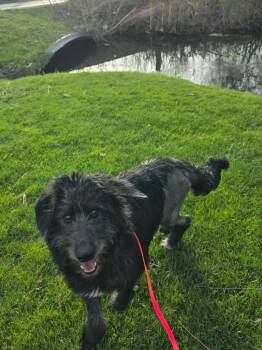 Poodle Dogs Available for Adoption in Liverpool, New York - Elsa | PetCurious
