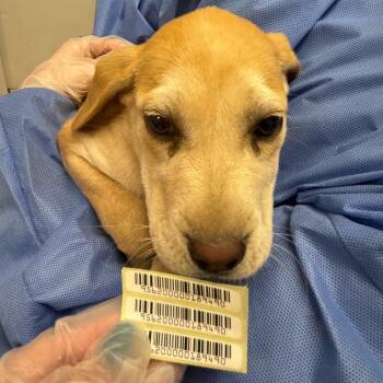 Periwinkle -  Mixed Breed Dog for Adoption in Charleston, West Virginia - Periwinkle | PetCurious