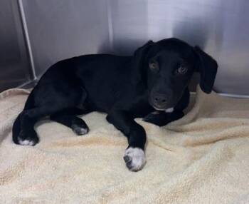 Minnow -  Mixed Breed Dog for Adoption in Kansas City, Missouri - Minnow | PetCurious