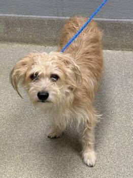 Terrier Dogs Available for Adoption in Las Vegas, Nevada - BENJI | PetCurious