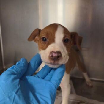 Mixed Breed Dogs Available for Adoption - Uno | PetCurious