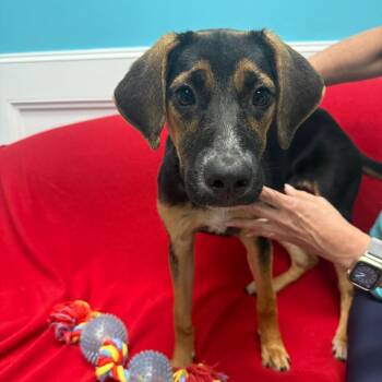 Olivia -  Mixed Breed Dog for Adoption in Houston, Texas - Olivia | PetCurious