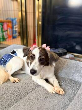 Mixed Breed Dogs Available for Adoption in Valley Stream, New York - Moka | PetCurious