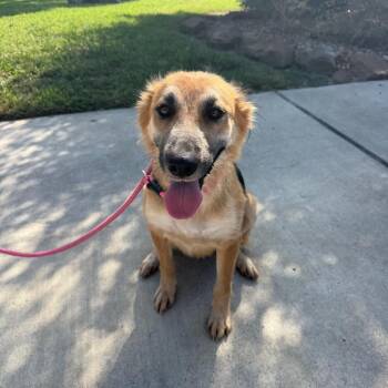 Bridget -  German Shepherd Dog Dog for Adoption in Spring, Texas - Bridget | PetCurious