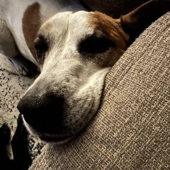 Pippin -  Pit Bull Terrier and Labrador Retriever Dog for Adoption in Dallas, Texas - Pippin | PetCurious