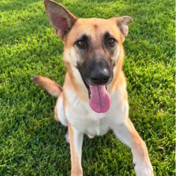 Frodo -  Shepherd Dog for Adoption in Angleton, Texas - Frodo | PetCurious