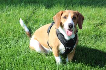 Baylee -  Basset Hound and Vizsla Dog for Adoption in Lafayette, Indiana - Baylee | PetCurious