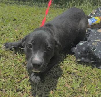 Chaney -  Labrador Retriever Dog for Adoption in Tarrytown, Georgia - Chaney | PetCurious