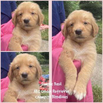Basil -  Golden Retriever Dog for Sale in Houston, Texas - Basil | PetCurious