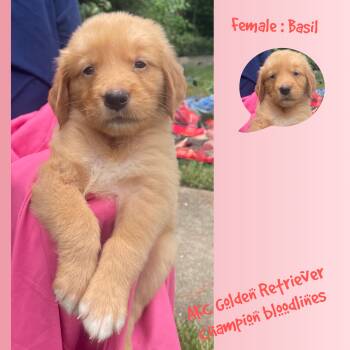Basil -  Golden Retriever Dog for Sale in Houston, Texas - Basil | PetCurious