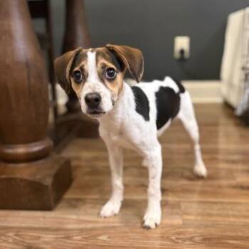 Pixie Dust -  Beagle Dog for Adoption in Carencro, Louisiana - Pixie Dust | PetCurious