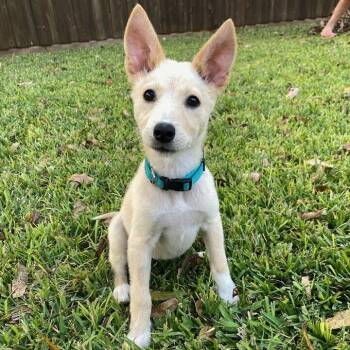 Rescue Siberian Husky and Yellow Labrador Retriever Dogs for Adoption in Dallas, Texas - Cider | PetCurious
