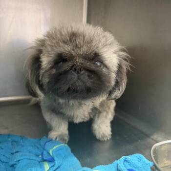 Dior -  Pekingese Dog for Adoption in Northbrook, Illinois - Dior | PetCurious