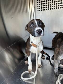 Rescue American Staffordshire Terrier and Mixed Breed Dogs for Adoption in Fort Worth, Texas - 59728171 | PetCurious