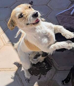 Terrier Dogs Available for Adoption in Saint David, Arizona - Jelly | PetCurious