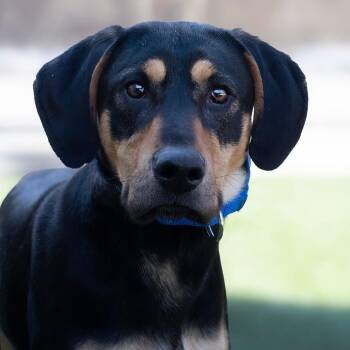Black And Tan Coonhound Dogs Available for Adoption - Jerry | PetCurious