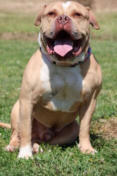 Mixed Breed Dogs Available for Adoption in Columbia, Tennessee - Ace | PetCurious