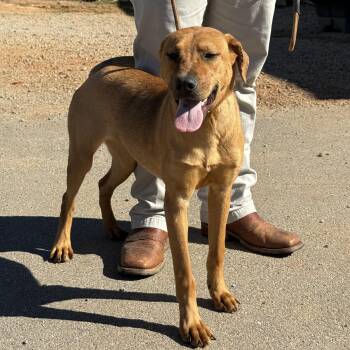 Rescue Labrador Retriever Dogs for Adoption in Columbia, South Carolina - Churros | PetCurious