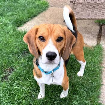 Owen -  Beagle Dog for Adoption in Wauwatosa, Wisconsin - Owen | PetCurious