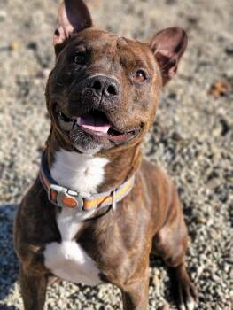 Rescue Pit Bull Terrier Dogs for Adoption in Hornell, New York - Koda | PetCurious