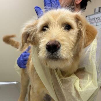 Labrador Retriever and Poodle Dogs Available for Adoption in Cumming, Georgia - Chase 22165 | PetCurious