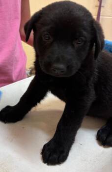 PANDA BEAR -  Shepherd and Labrador Retriever Dog for Adoption in Elizabethton, Tennessee - PANDA BEAR | PetCurious