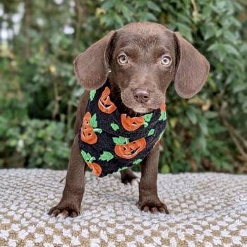 Rustopher 09-2423 -  Black Labrador Retriever and Hound Dog for Adoption in Tyrone, Georgia - Rustopher 09-2423 | PetCurious