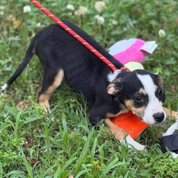 Wispy -  Wire Fox Terrier Dog for Adoption in Locust Fork, Alabama - Wispy | PetCurious