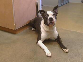 JOHNNY BRAVO -  Pit Bull Terrier Dog for Adoption in Sacramento, California - JOHNNY BRAVO | PetCurious