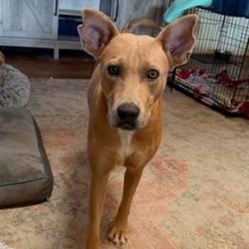 Carolina Dog and Basenji Dogs Available for Adoption - Julia Child | PetCurious