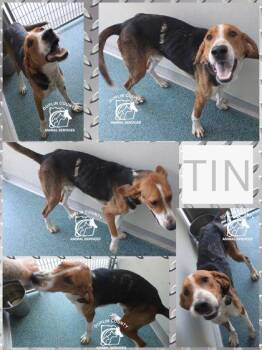 TIN -  Hound and Mixed Breed Dog for Adoption in Kenansville, North Carolina - TIN | PetCurious
