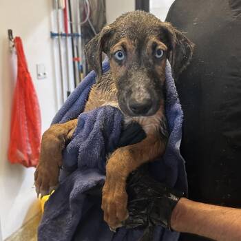 IVHS-Stray-144132 -  Shepherd Dog for Adoption in San Gabriel, California - IVHS-Stray-144132 | PetCurious