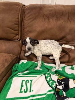 Cilantro -  Pointer and Mixed Breed Dog for Adoption in Saugus, Massachusetts - Cilantro | PetCurious